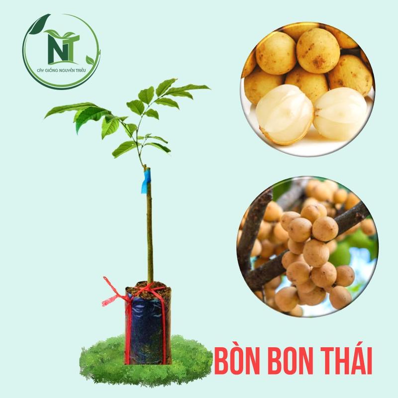 Cây Giống Bòn Bon Thái, Cây Ghép, Dễ Trồng, Ngon Ngọt, Trái Nhiều, Nhanh Cho Trái