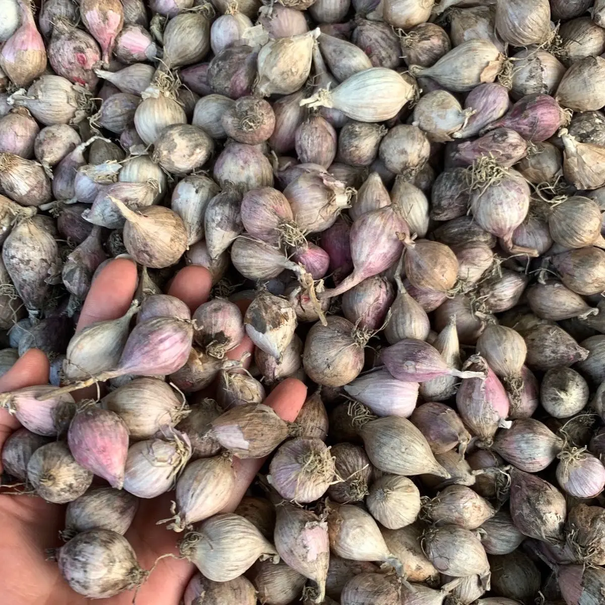 <1kg> Tỏi cô đơn khô đặc sản Sơn la