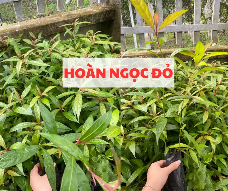 Cây giống Hoàn Ngọc Đỏ - Tốt sức khỏe, triị nóngg trong người 0