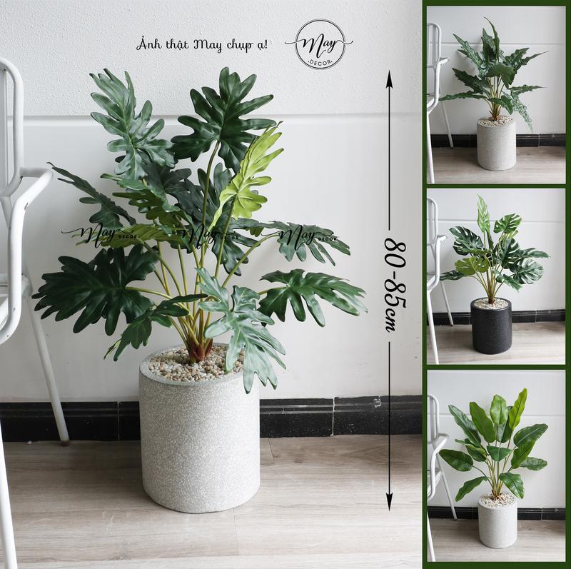 Cây giả, Môn Xanh Trầu Bà cao cấp giống thật kèm chậu Decor Trang Trí Nhà Decor Phòng
