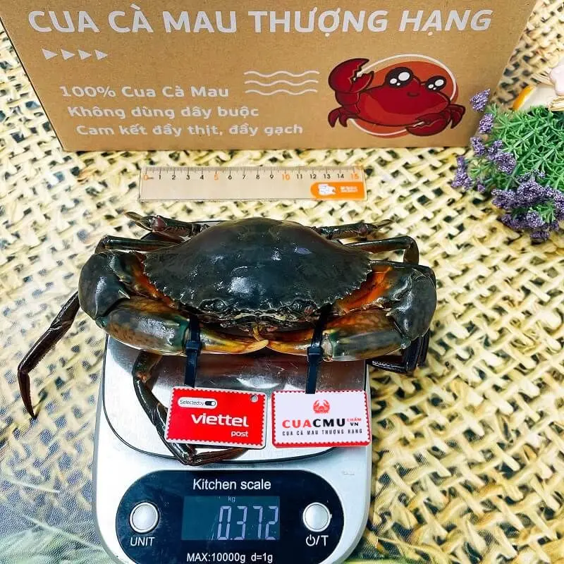 Cua Thịt size 3 con/kg. Không đây buộc, cam kết chính gốc Cà Mau và tỷ lệ thịt trong thân cua đạt trên 90%, nếu óp shop bù miễn phí con khác - Cua CMU chấm vn bộ  cua bộ  cua bộ  cua cua  cà mau