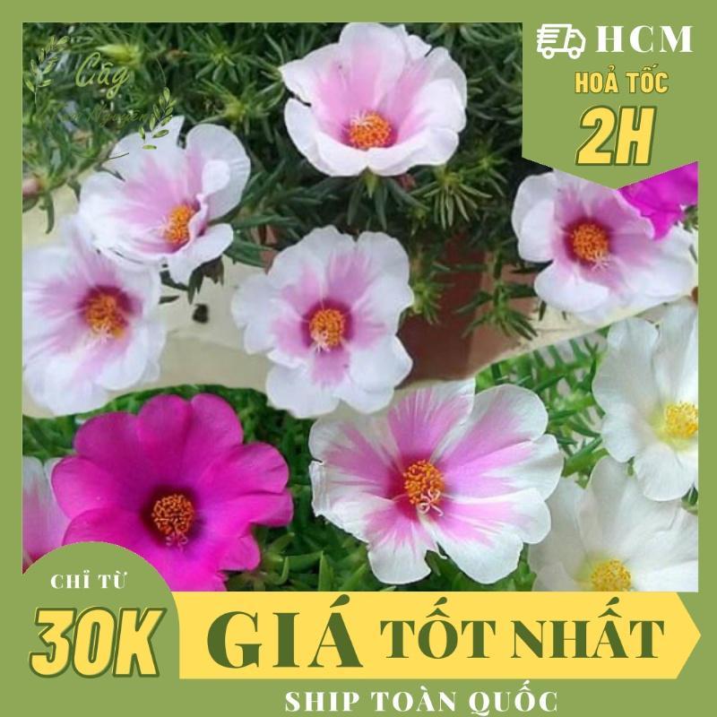 CÂY GIỐNG HOA MƯỜI GIỜ MỸ ĐƠN ,(cao 15cm), Hoa giống, dễ trồng GIÁ RẺ, nở quanh năm, Cây Tươi Nguyên CTN0670