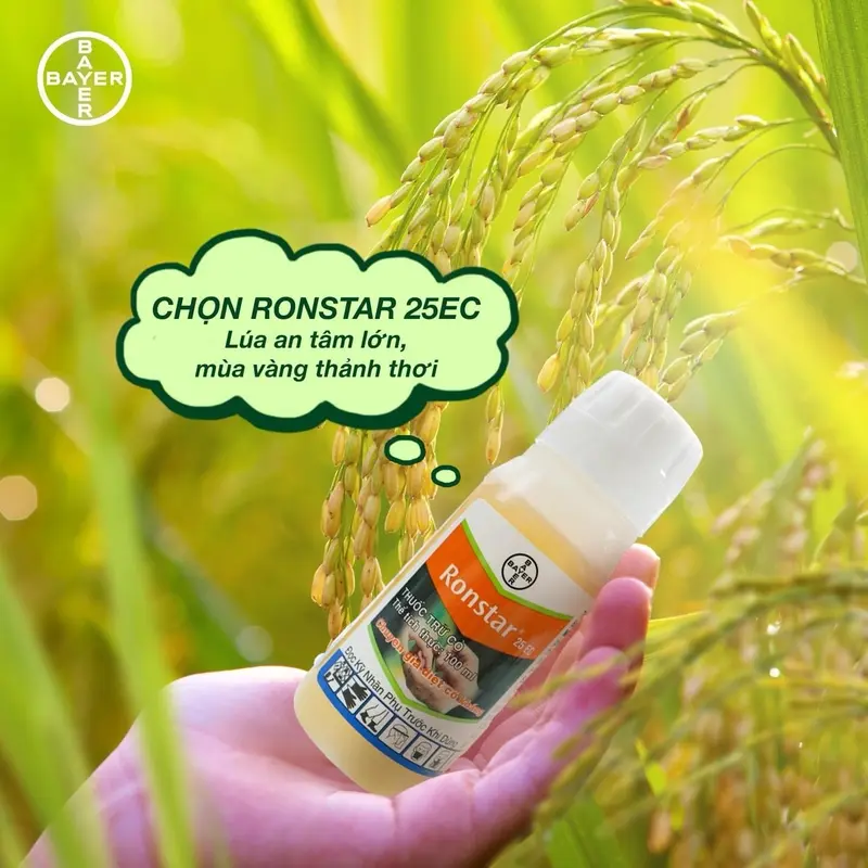 Có sản phẩm Ronstar 25EC cỏ lúa cỏ cứng đầu chạy đâu cho thoát - Phân bón 2