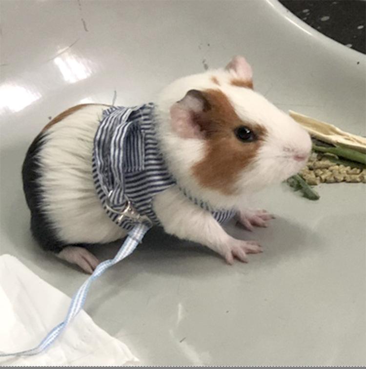Product Introduction of Small Pet Two-legged Chest Strap Outdoor Traction Rope Leash Clothes for Chinchilla Dutch Guinea Pig Breathable Cotton Corset 12