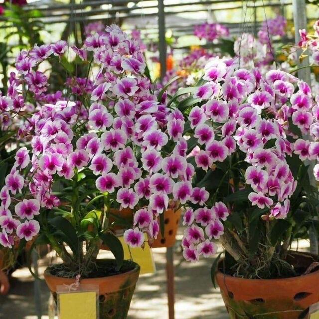 Vua Kích Hoa NaNo+ - Kích thích hoa nở đồng loạt, bông to, bền màu, lâu tàn cho hoa Hồng, hoa Lan, hoa giấy, hoa mai, Cẩm Tú cầu, hoa cúc 1