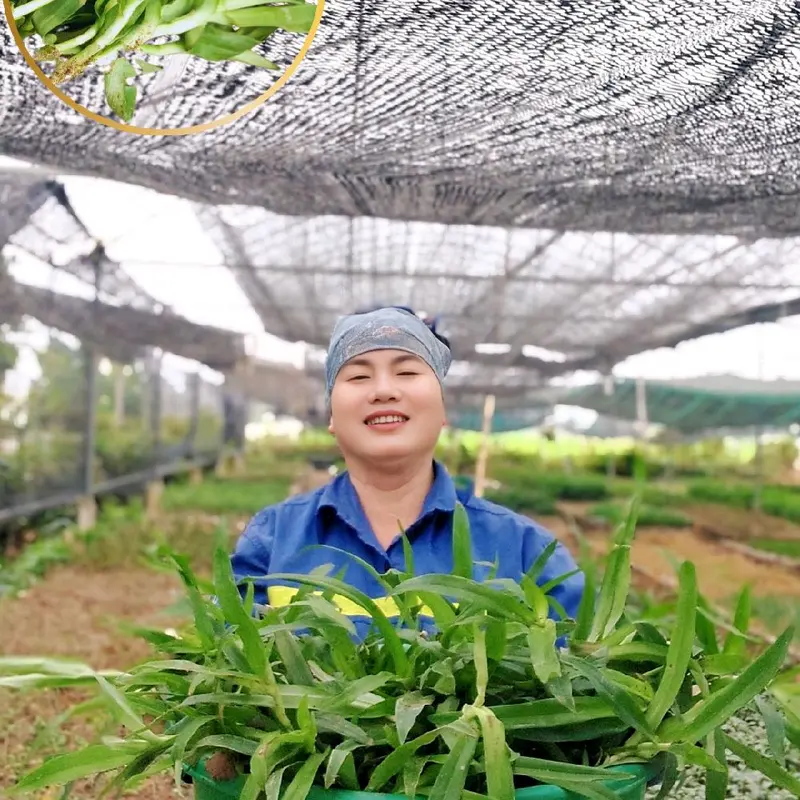 ba bầu,03 bầu LINH CHI THẢO rất nhiều cây thích hợp tách ra xử dụng,  nhân giống, cỏ dạ DẦY,  CỎ BAO TỬ- TỶ LỆ SỐNG 99% - Trồng chậu, thùng xốp, luống đất. 3