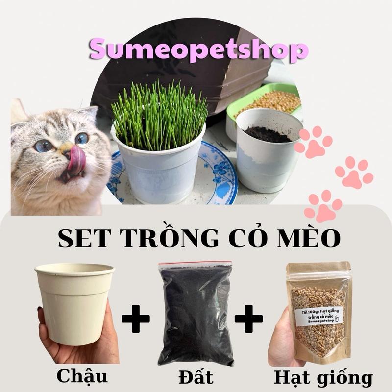 Set trồng cỏ mèo - bộ kit trồng cỏ mèo - hạt giống trồng cỏ mèo