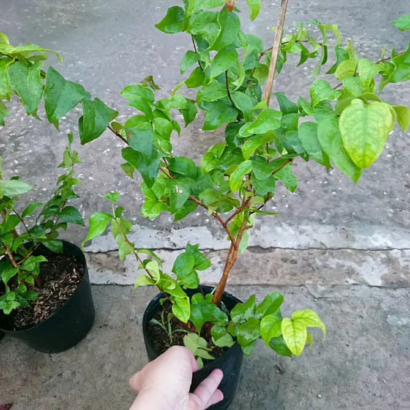 Cây Cherry Nam Mỹ - cherry Surinam - cây cherry Khía có quả sau 6 tháng phù hợp khí hậu 3 miền Việt Nam 6