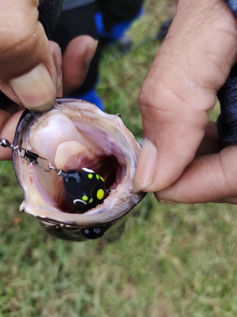 Product Introduction of Lure Soft Frog Mini umpan pancing Ukuran 3cm Berat 5grm Untuk Mancing Casting Ikan Gabus 2