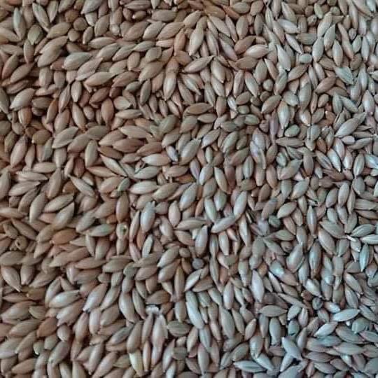 Hạt láng Bỉ nhập khẩu cho chim vẹt cảnh 1kg 0
