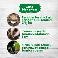 Gambar Biji Benih Bibit Sayur Cabe / Cabai Hijau Besar - Not Specified dari Potme Farm Kota Denpasar 2 Tokopedia