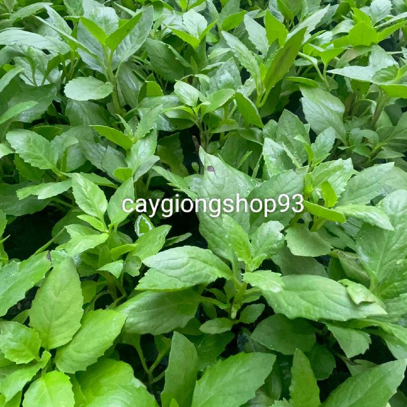 Combo 10 cây giống bầu đất 3