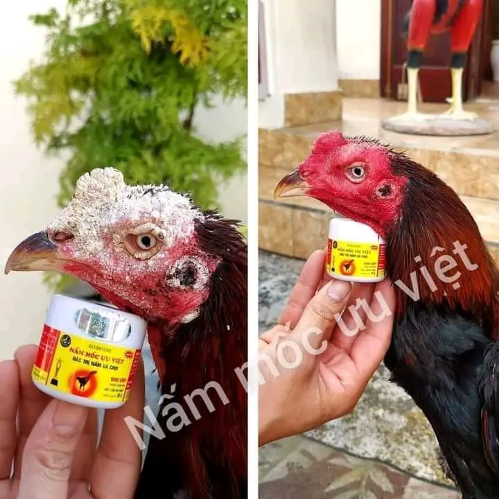 Thuốc bôi nấm mốc ưu việt