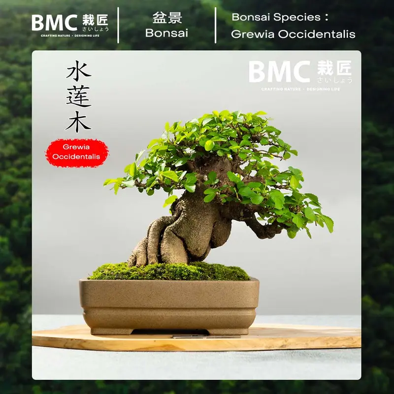 cy chi mi bonsai - TikTok Shop Malaysia