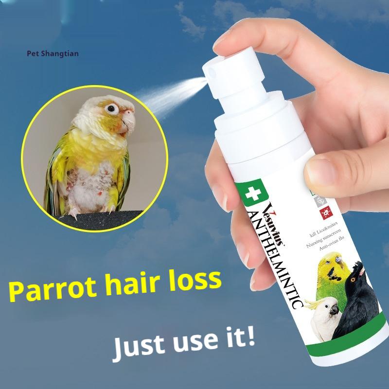 View of Parrots are used to remove mites and feather lice, birds are - TikTok ...