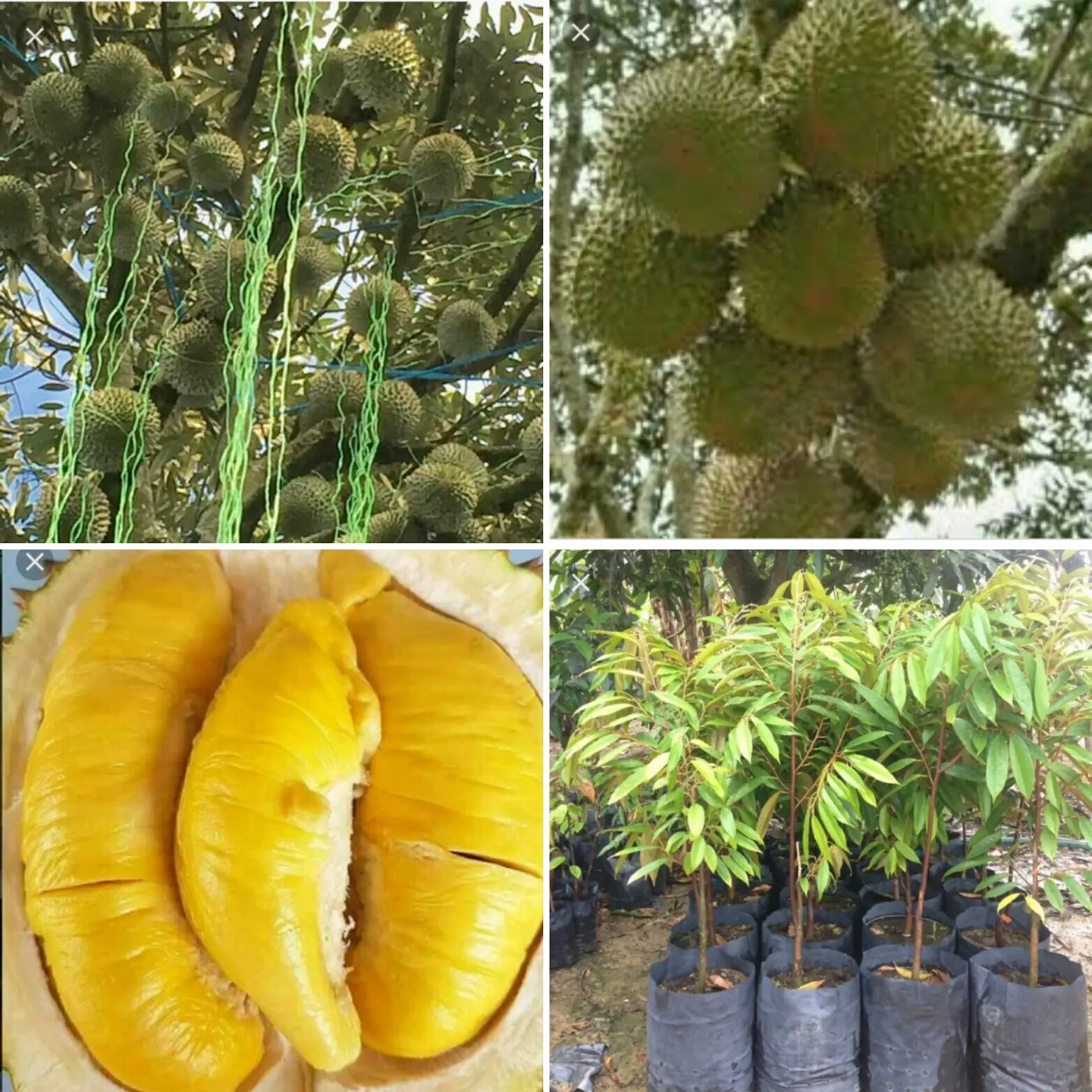 Anak Pokok Durian Musang King Graftedkahwin Model D197