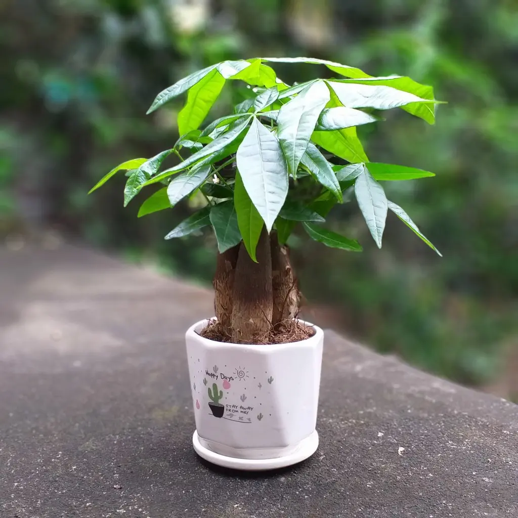 Cây kim ngân tam lộc để bàn kèm chậu sứ - happygreen