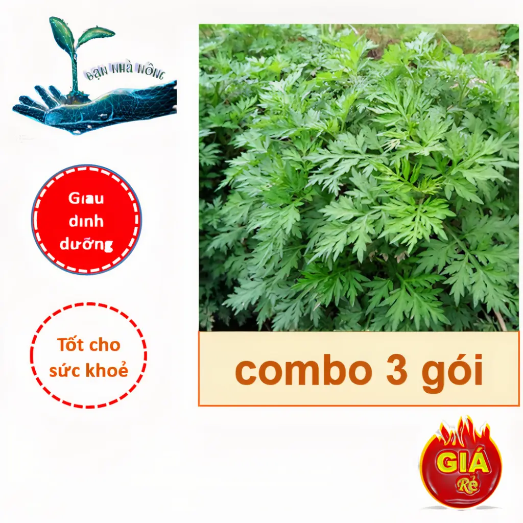 Combo 3 gói hạt giống cây Ngải Cứu ( 3 gói 150 hạt ) - Tốt cho sức khoẻ, Thảo dược