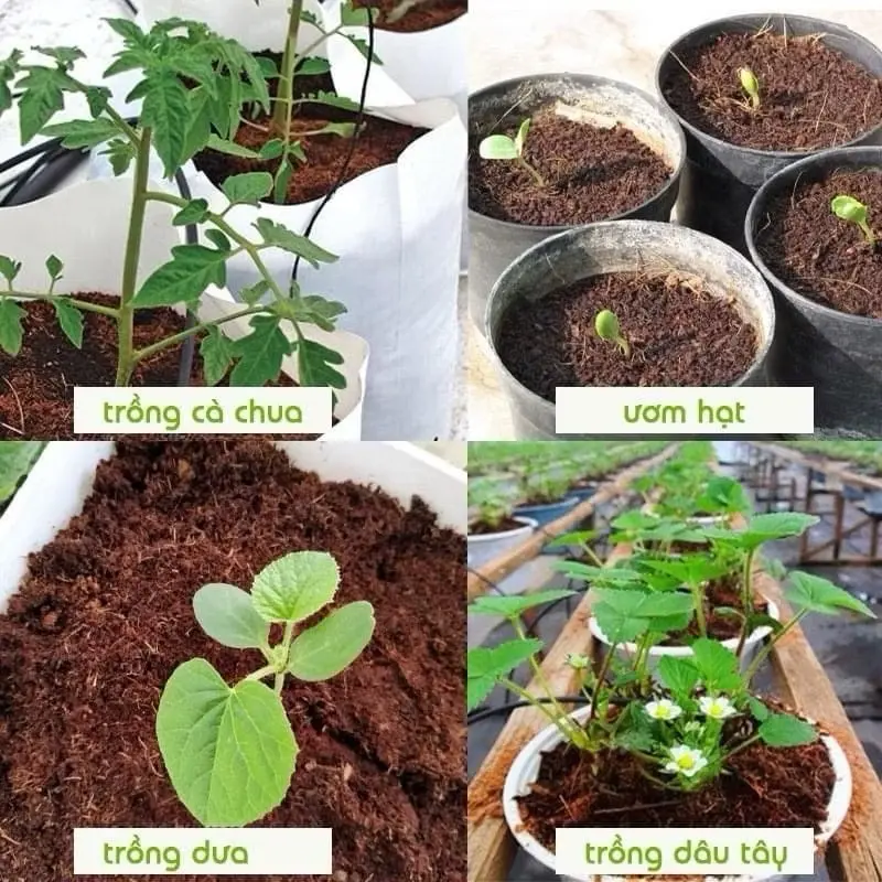Combo 10 Viên Đất Trồng Cây Hữu Cơ ,Viên Đất Nén Xơ Dừa Tiện Ích Sạch Sẽ, Giữ Ẩm Cho Đất 4
