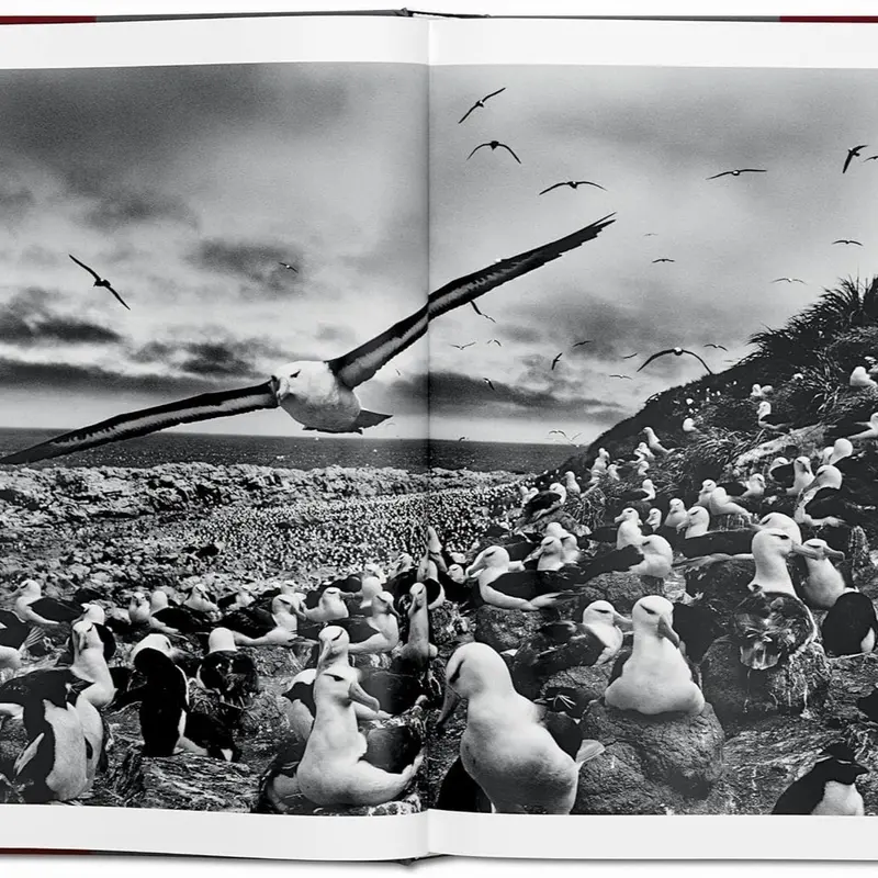 Sách Artbook Genesis, by Sebastião Salgado, bìa cứng, sách trưng bày, sách nghệ thuật, size lớn XL 27 x 36 x 5 cm Tranh 2