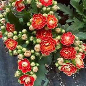 SemillasdeKalanchoeFlordelaLongevidad20GranosFloresDuraderasyVibrantesFácilCultivoResistentealCalorIdealparaJardineríaenMacetasyDecoracióndelHogar