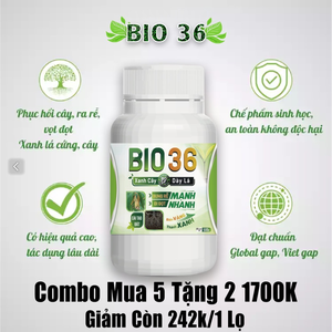 Bio 36 - Bung rễ kích đọt