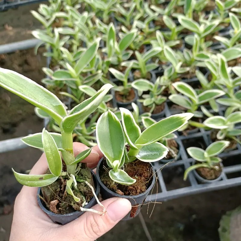 thông chai gold lá bien đột biến cây con 0