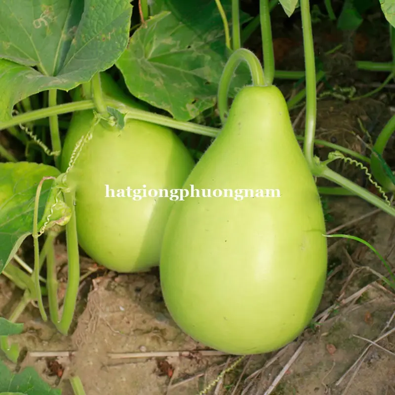 5 HẠT - HẠT GIỐNG BẦU TRÒN ĐÀ LẠT 2