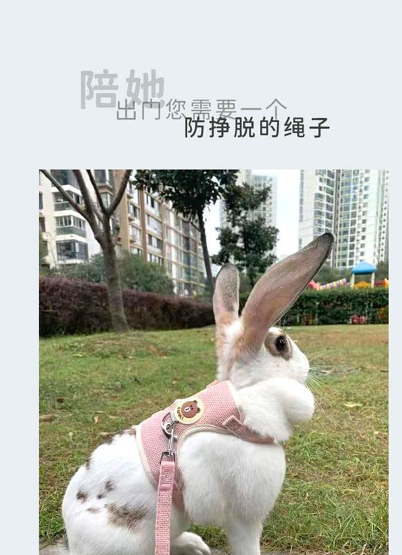 Product Introduction of Rabbit Hand Holding Rope Anti Breaking Loose Rabbit Chain Rabbit Walking Rope Stretchable Adjustable Rabbit Walking Rope Rabbit Supplies Collar 0