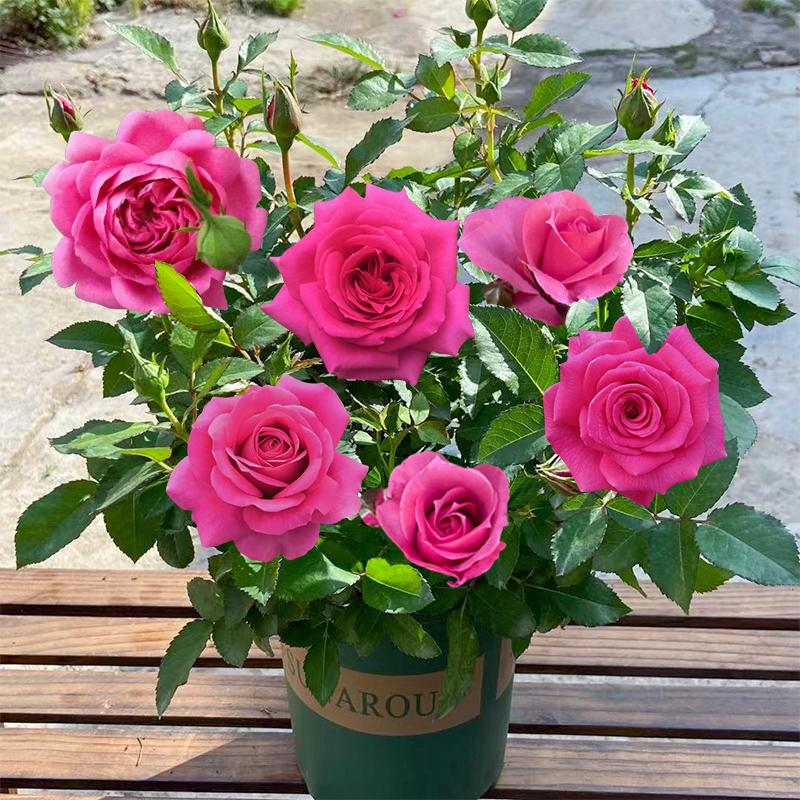 Product Introduction of ปลูกง่ายมีคุณภาพดี ดอกกุหลาบ บรรจุ 100 เมล็ด คละสี Colorful Rose Seeds เมล็ดดอกไม้ เมล็ดบอนสี ต้นไม้มงคล บอนสี ดอกไม้ปลูกสวยๆ บอนสีพันหายาก CODดอกไม้ ไม้ประดับ พันธุ์ดอกไม้ ต้นบอนสี ดอกไม้ปลูก แต่งบ้านและสวน Flower Seeds for planting 83