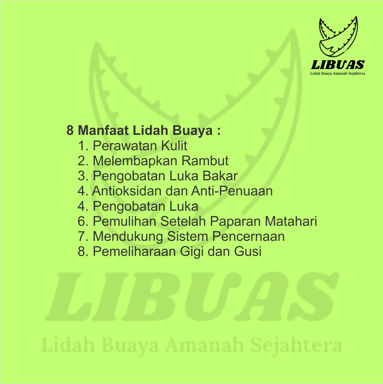 NATA DE ALOEVERA | LIDAH BUAYA KUPAS 500gr | Fresh dan siap untuk dikonsumsi