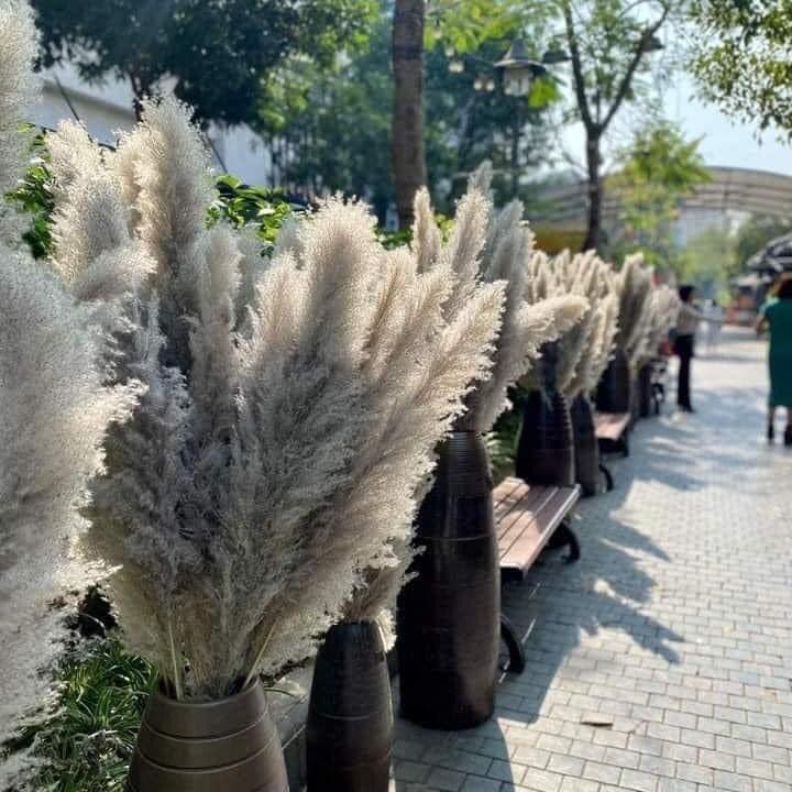  Hoa cỏ lau decor. Combo 10 bông lau trắng. 