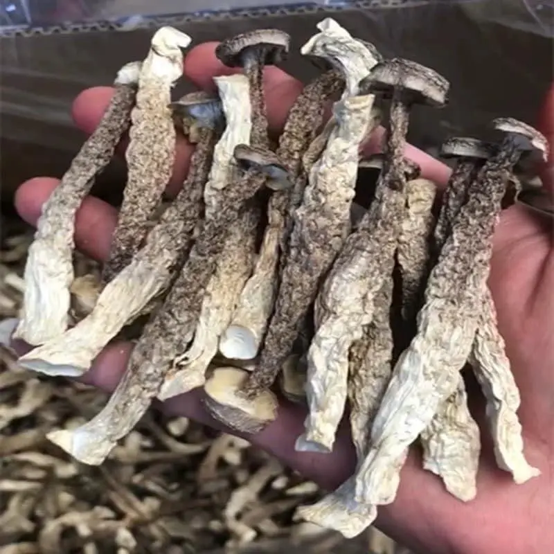 100g Nấm Lộc Nhung Khô Cao Cấp - Nguyên Cây, Không Vụn - Nấm Quý Nấu Canh, Bồi Bổ Sức Khỏe 0