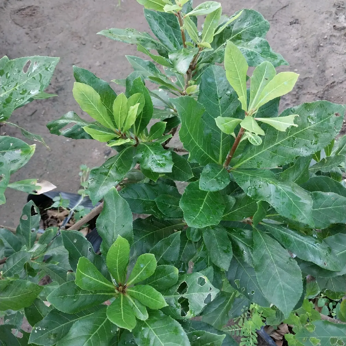 cây giống lộc vừng (hoa đỏ)