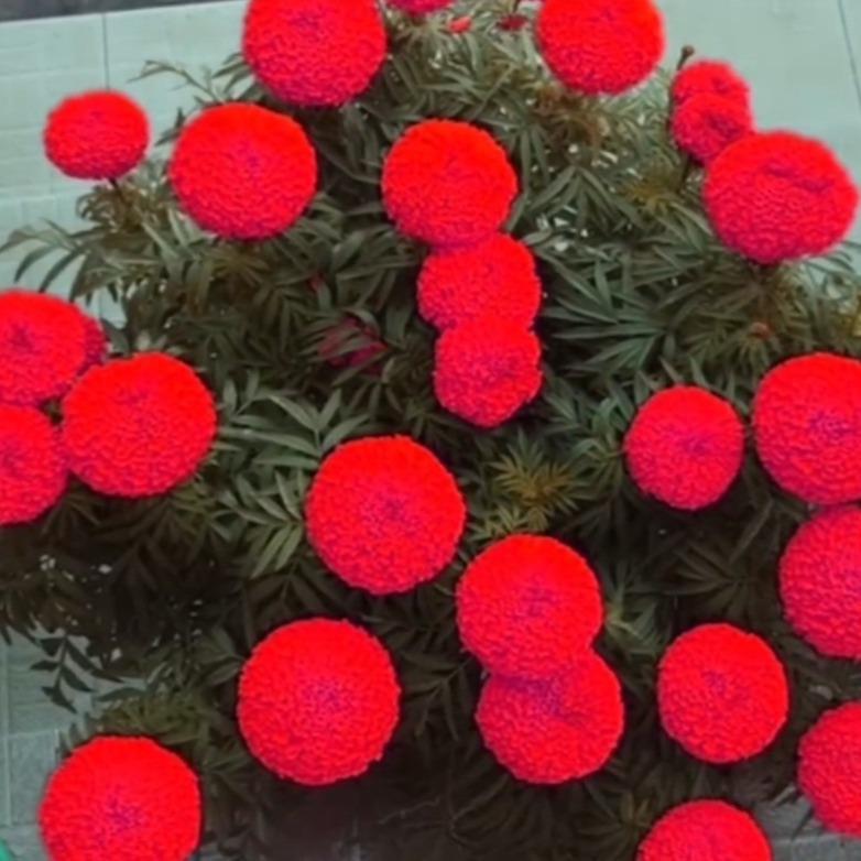 hạt giống hoa vạn thọ MAU DOO hoa của ngày tết