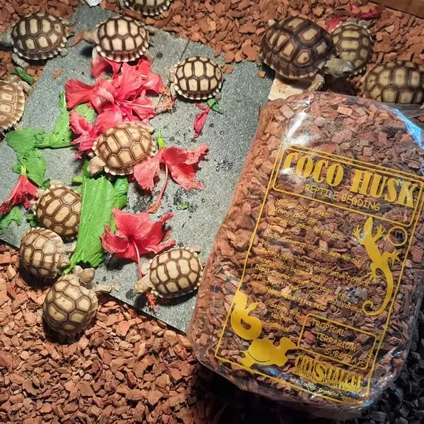 Coco husk cocohusk substrate media alas reptil kandang reptile kura kura darat sulcata sulkata torto kadal