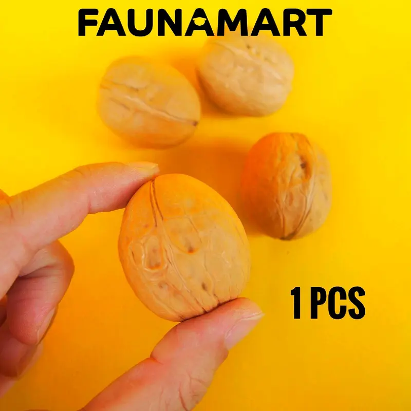 Raw Walnut 1 pcs / Makanan Gigitan Hamster 1
