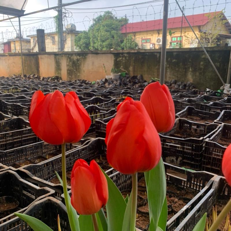 Combo 5 củ tulip Đỏ lalibela