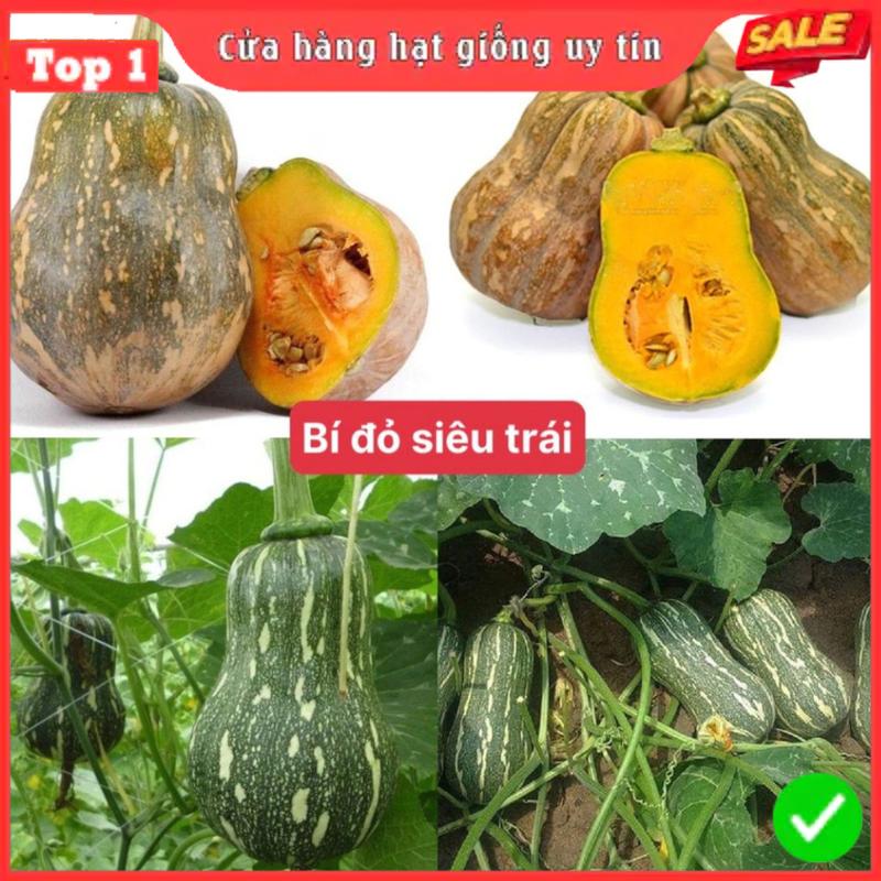 Hạt Giống Bí Siêu Nụ Hàng Cty Chuẩn F1 - Dễ Trồng, Dễ Chăm, Ít Sâu Bệnh, Thu…