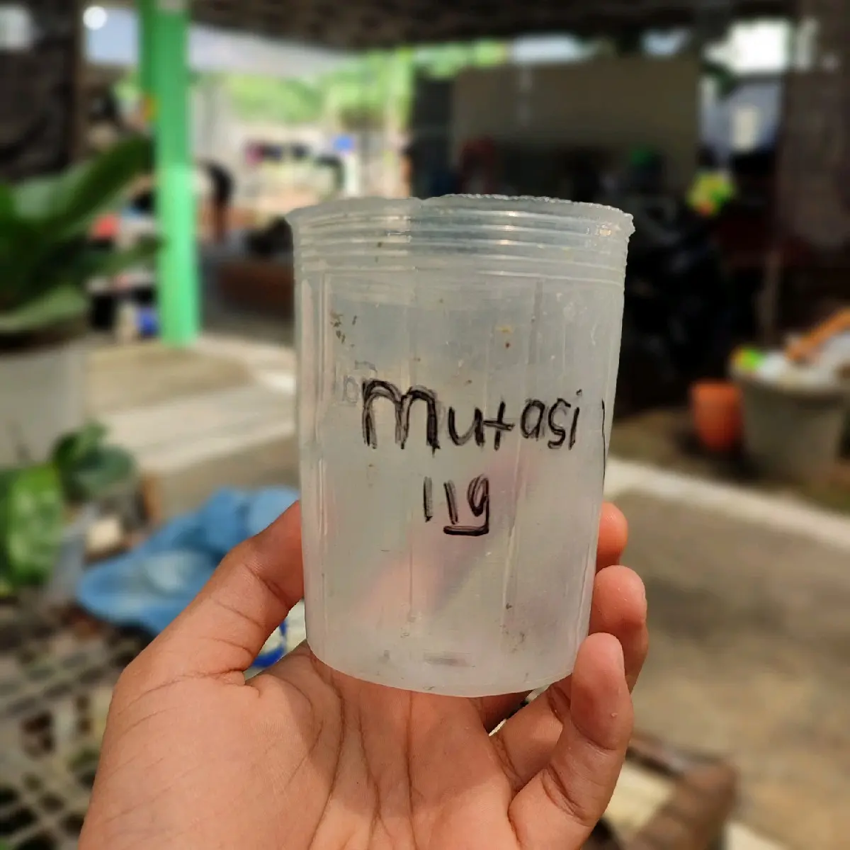2 Pot Paket Angbul Dan Pasca