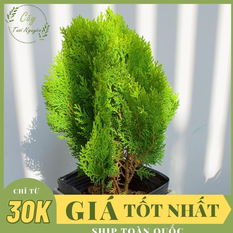 CÂY TRẮC BÁCH DIỆP ,(cao 30cm), phong thuỷ hút tài lộc để bàn mini GIÁ RẺ, lọc không khí, Câ y Tươi Nguyên CTN0740, Decor ban công.