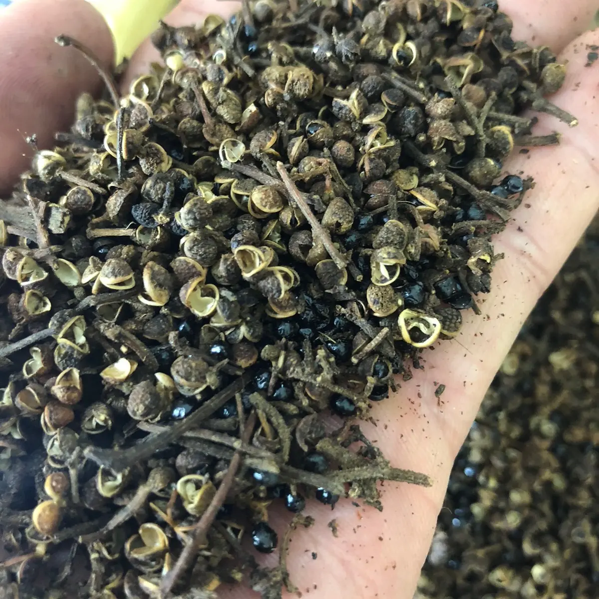 Hạt mắc khén Gia Vị  tây bắc khô gói 200gram  Cay Tự nhiên Bột
