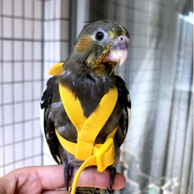 Product Introduction of Adjustable Outdoor Flight Training Rope Belt Parrot Traction Rope 19