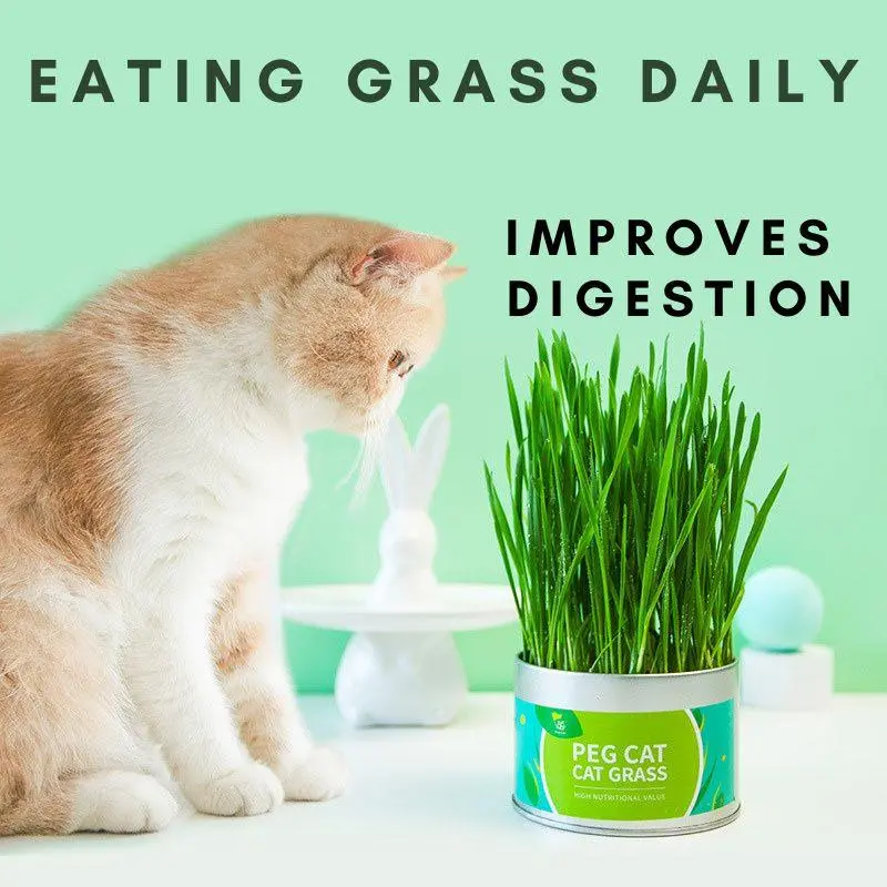 Original Product Natural Cat Grass Can