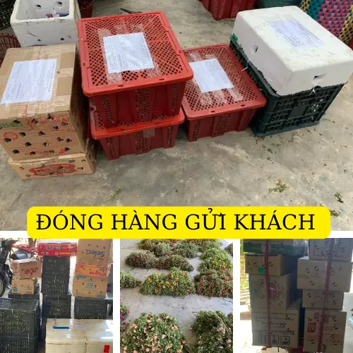 hoa mười giờ thái kép 12 màu khác nhau. cây dễ phát triển nhiều màu hoa 7