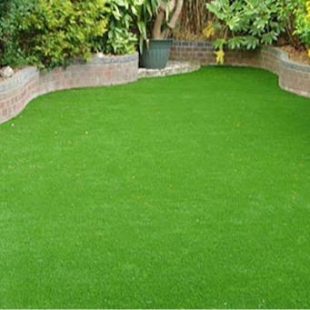 Hạt giống cỏ nhung nhật dễ trồng