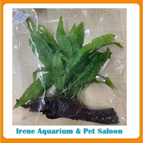 Aquarium Plant Water Bamboo W5046 TikTok Shop Malaysia