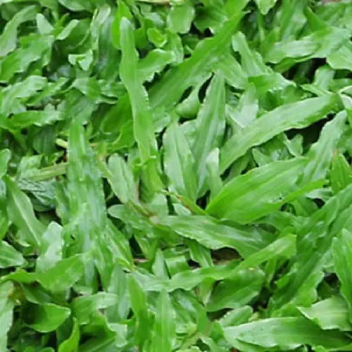 Hạt giống cỏ lá Gừng (cỏ lá Tre) - Gói 100 Hạt 3