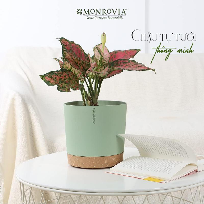 Product Introduction of Chậu trồng cây tự tưới thông minh MONROVIA cho hoa, cây cảnh trong nhà và ngoài trời hình trụ tròn 0