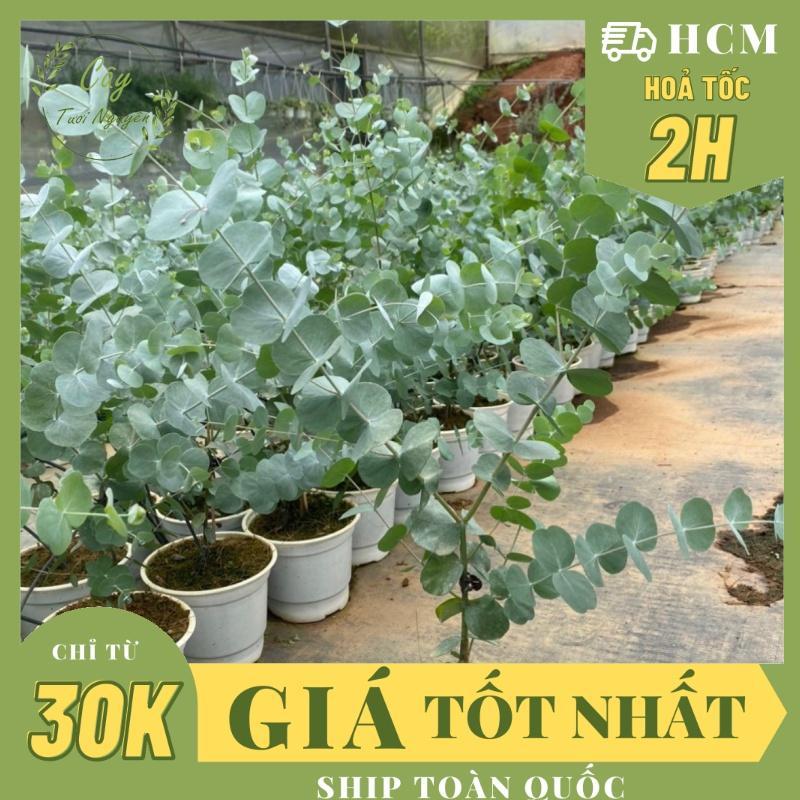 CÂY KHUYNH DIỆP DOLA cao 30cm lá mùi thơm dễ chịu cây cảnh decor cây trang trí nhà nội thất khoẻ đẹp GIÁ RẺ lọc không khí